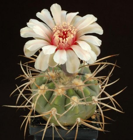 Gymnocalycium_spegazzinii